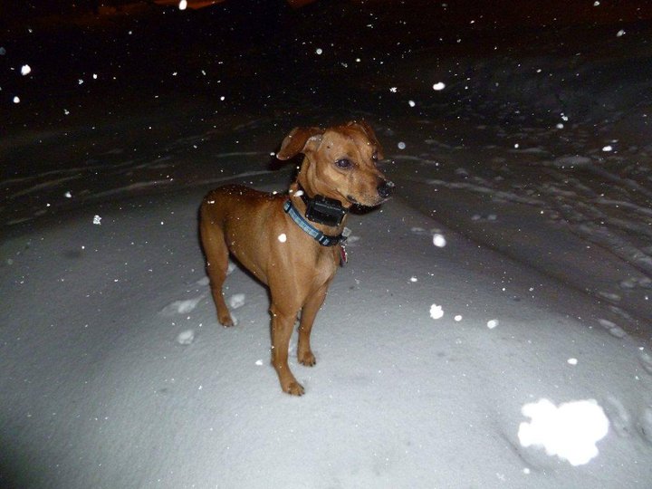 rat terrier dachshund mix rat terrier dachshund mix
